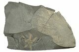 Ordovician Brittle Star (Ophiura) - Morocco #312521-1